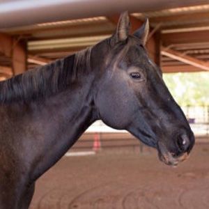 A close up of a horse 's head in a stable