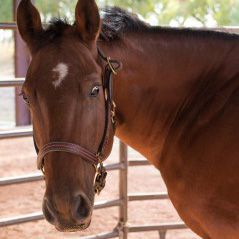 A brown horse wearing a bridle is standing in a fenced in area.