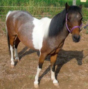 A brown and white horse wearing a purple bridle