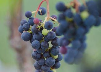 A bunch of blueberries hanging from a vine.