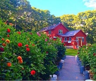 A red house is surrounded by flowers and bushes