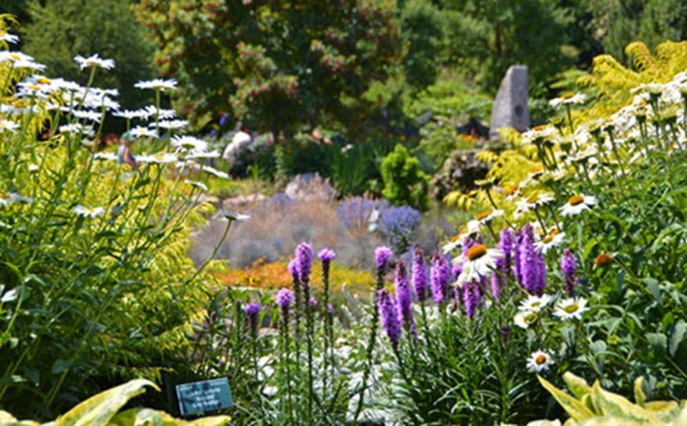 A garden filled with lots of different types of flowers and plants.