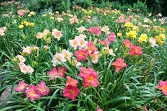 A field of pink and yellow flowers with green leaves