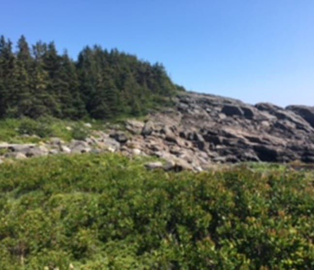 A lush green field with trees and rocks in the background