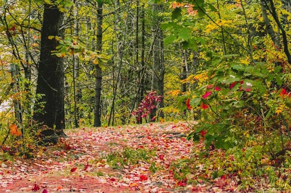 A path in the woods with leaves on the ground