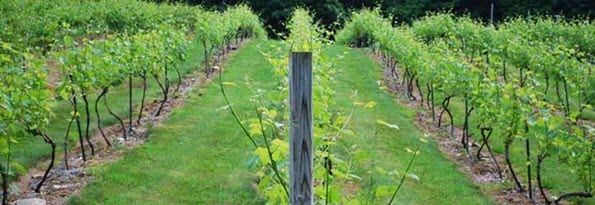 A vineyard with a wooden post in the middle of it.