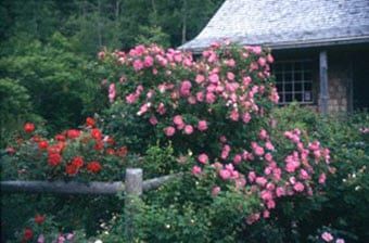 A house with a wooden fence and pink flowers in front of it.