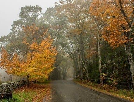 A foggy road with trees on both sides of it