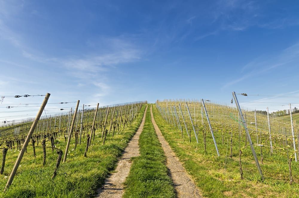 A dirt road going through a vineyard on a hill.