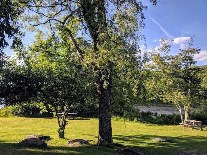 A tree is in the middle of a grassy field next to a lake.