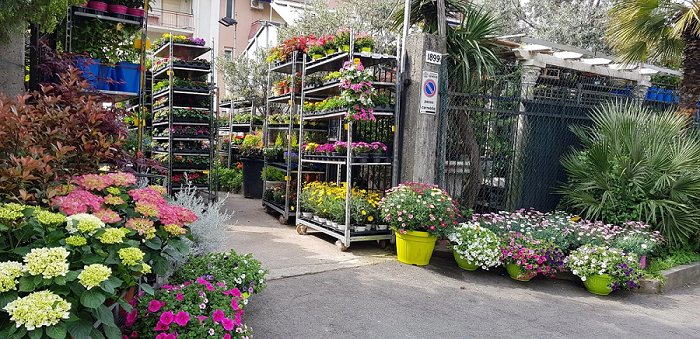 piante verdi e fiorite