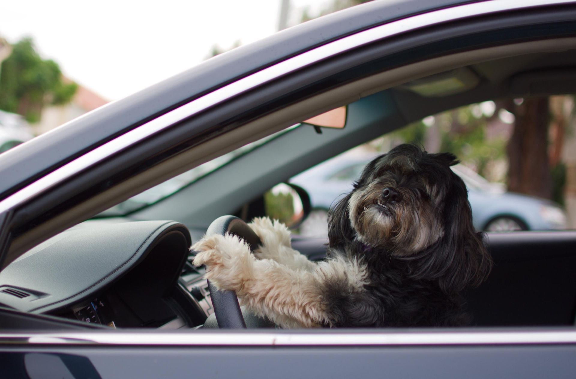 Cute puppy driving car - no need for travel to our online classes