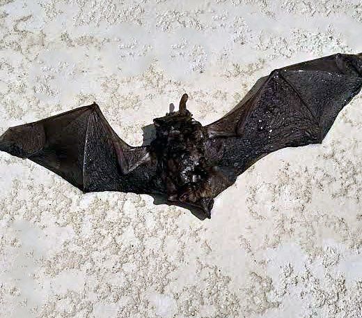 Bat in Swimming Pool - Gainesville, FL - Florida Leisure Pool & Spa