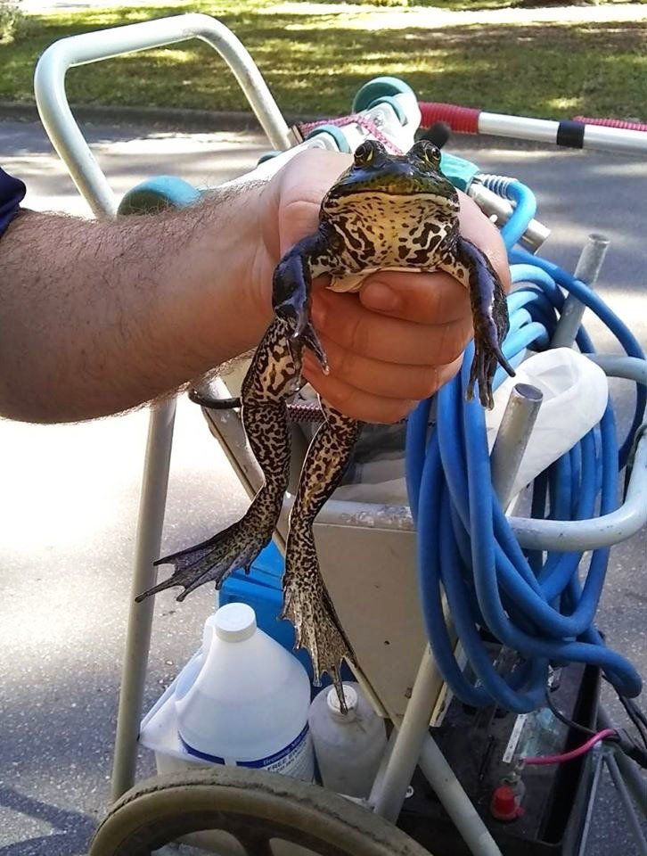 Frog in Swimming Pool - Gainesville, FL - Florida Leisure Pool & Spa