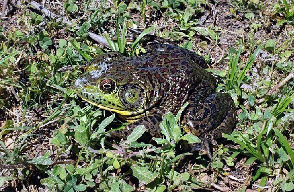 Frog in Swimming Pool - Gainesville, FL - Florida Leisure Pool & Spa
