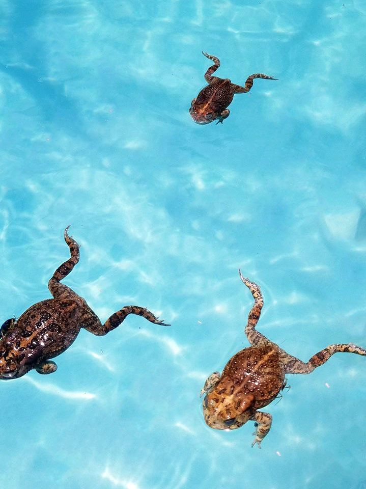 Frogs in Swimming Pool - Gainesville, FL - Florida Leisure Pool & Spa