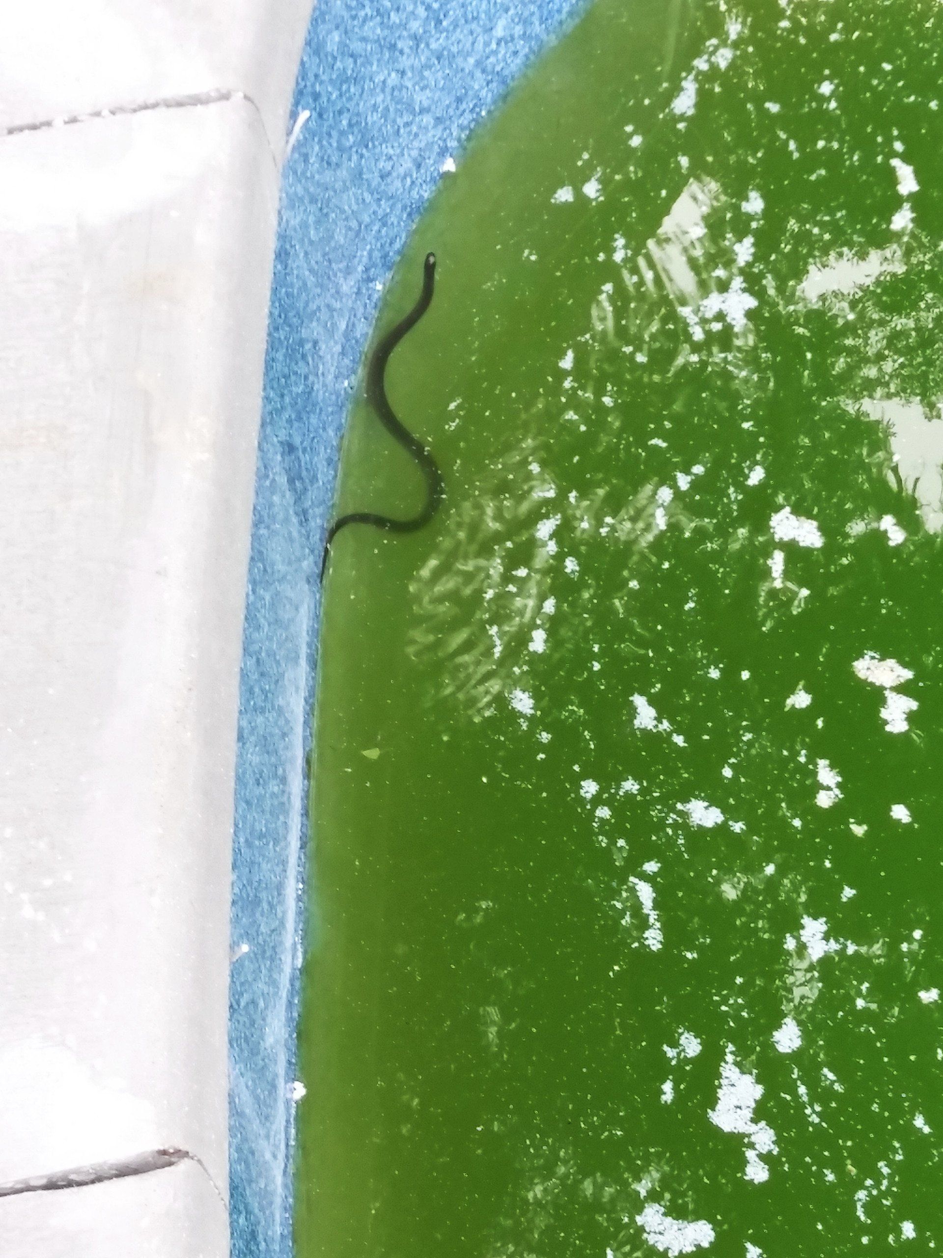 Snake in Swimming Pool - Gainesville, FL - Florida Leisure Pool & Spa