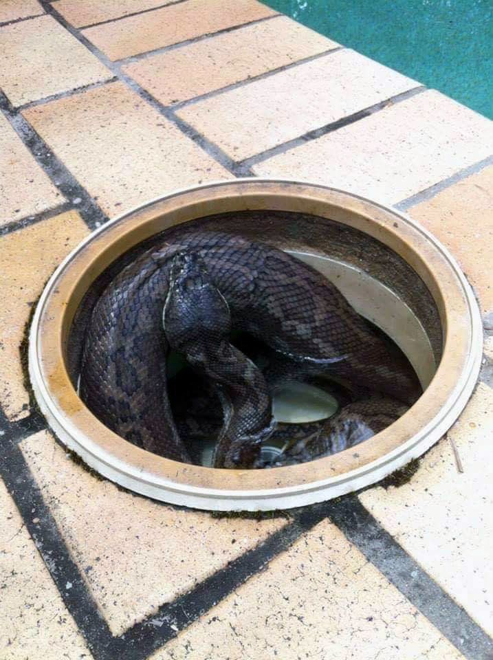 Snake in Swimming Pool - Gainesville, FL - Florida Leisure Pool & Spa