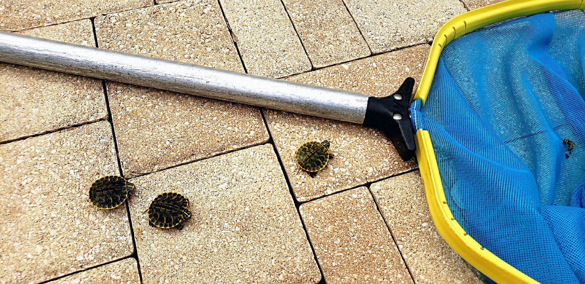 Baby turtles in Swimming Pool - Gainesville, FL - Florida Leisure Pool & Spa