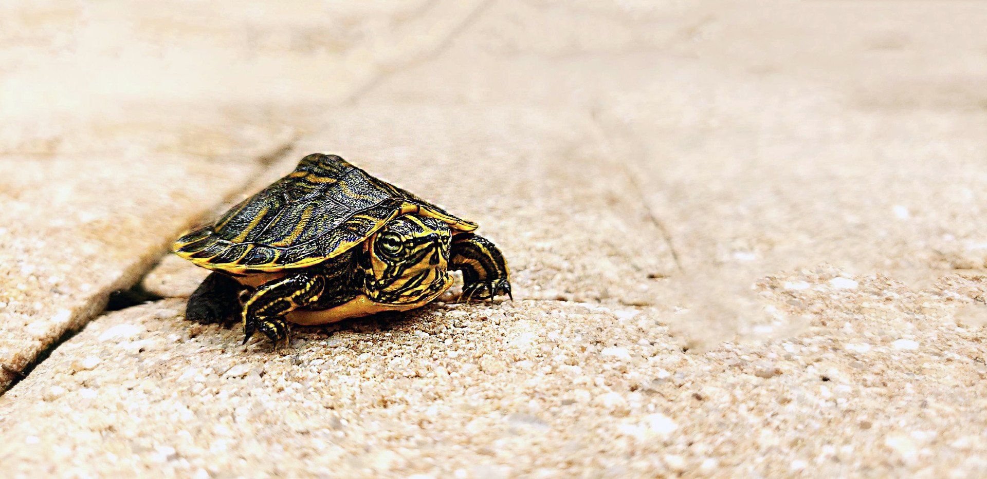 Turtle in Swimming Pool - Gainesville, FL - Florida Leisure Pool & Spa