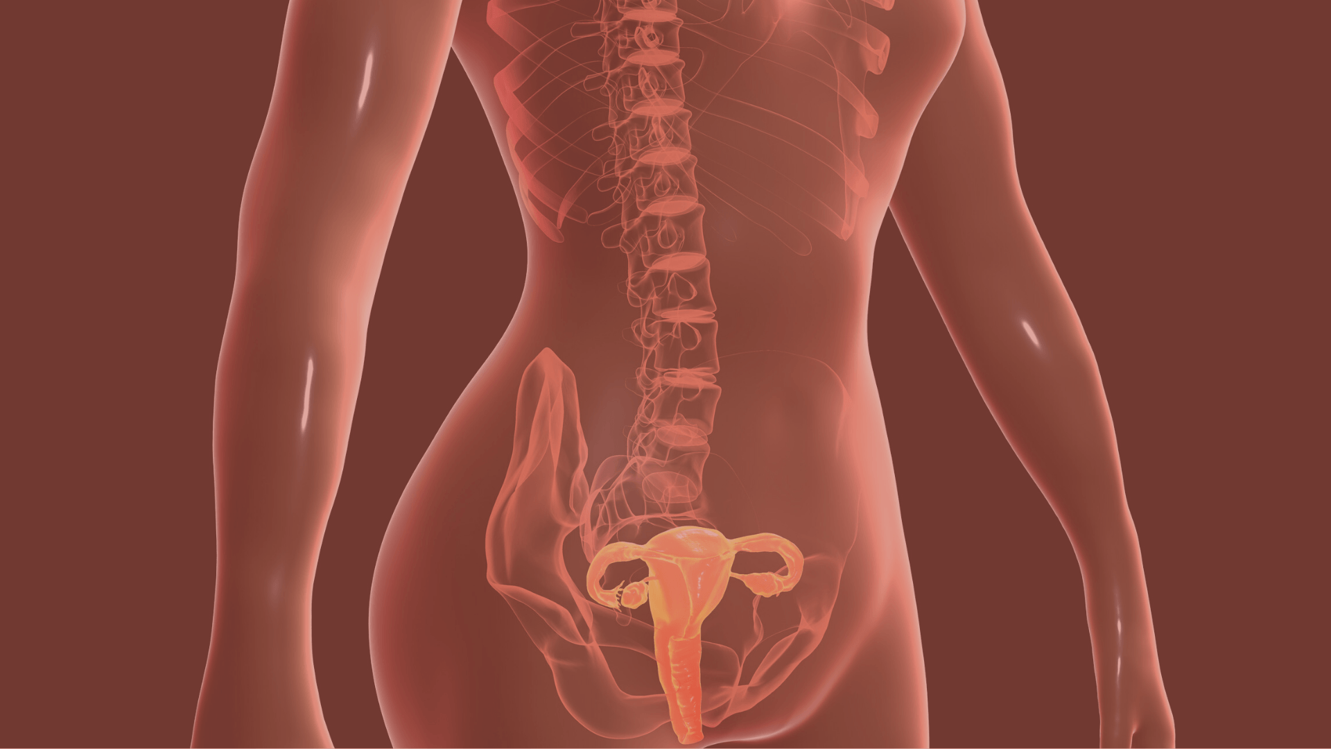 Understanding Ovulation