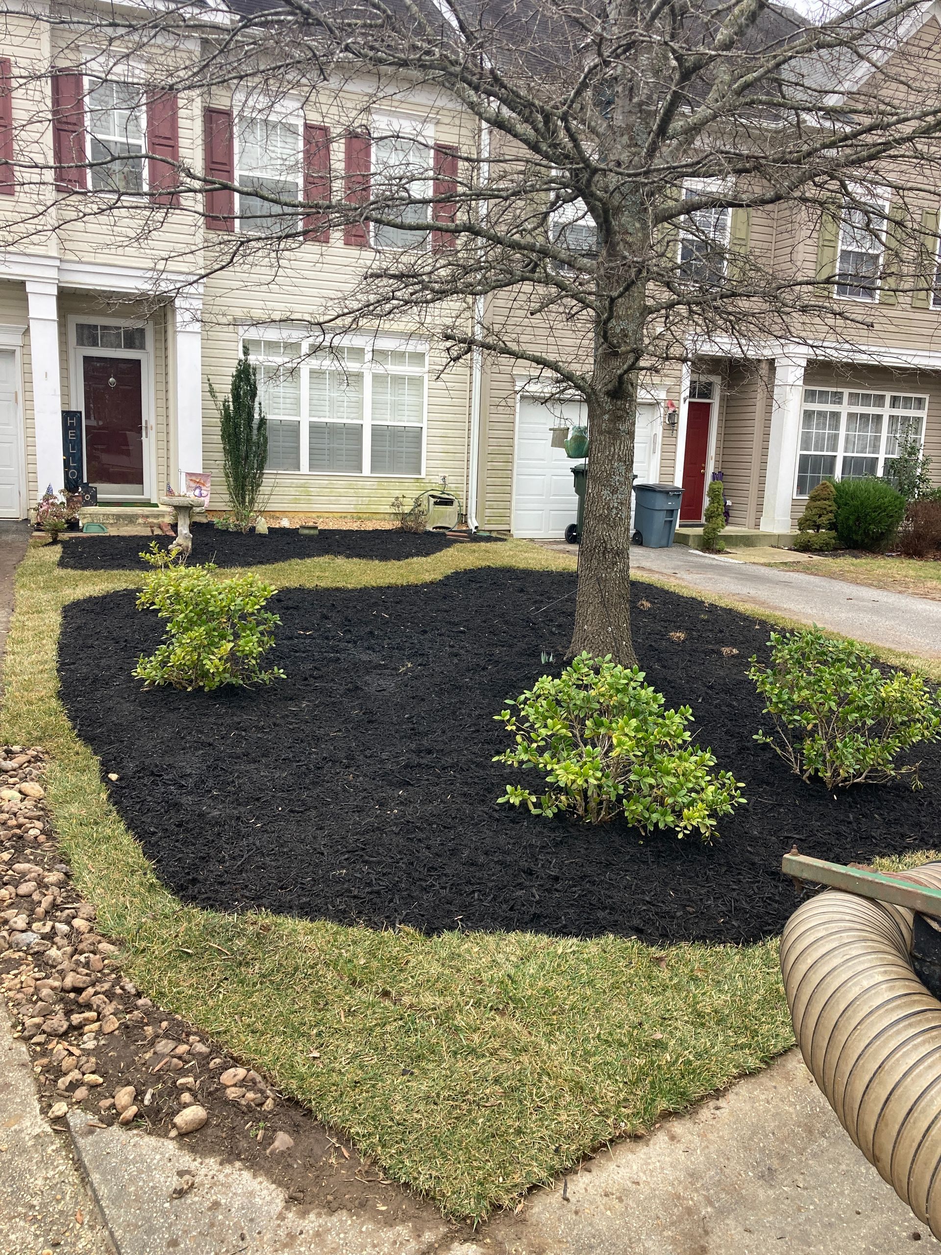 A lawn with black mulch and a tree in front of a house.