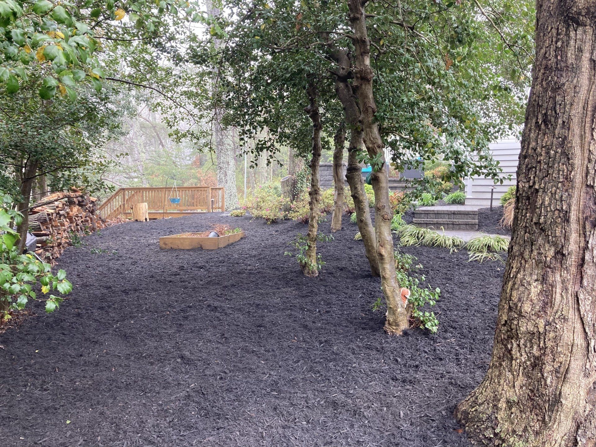 A backyard filled with black mulch and trees.