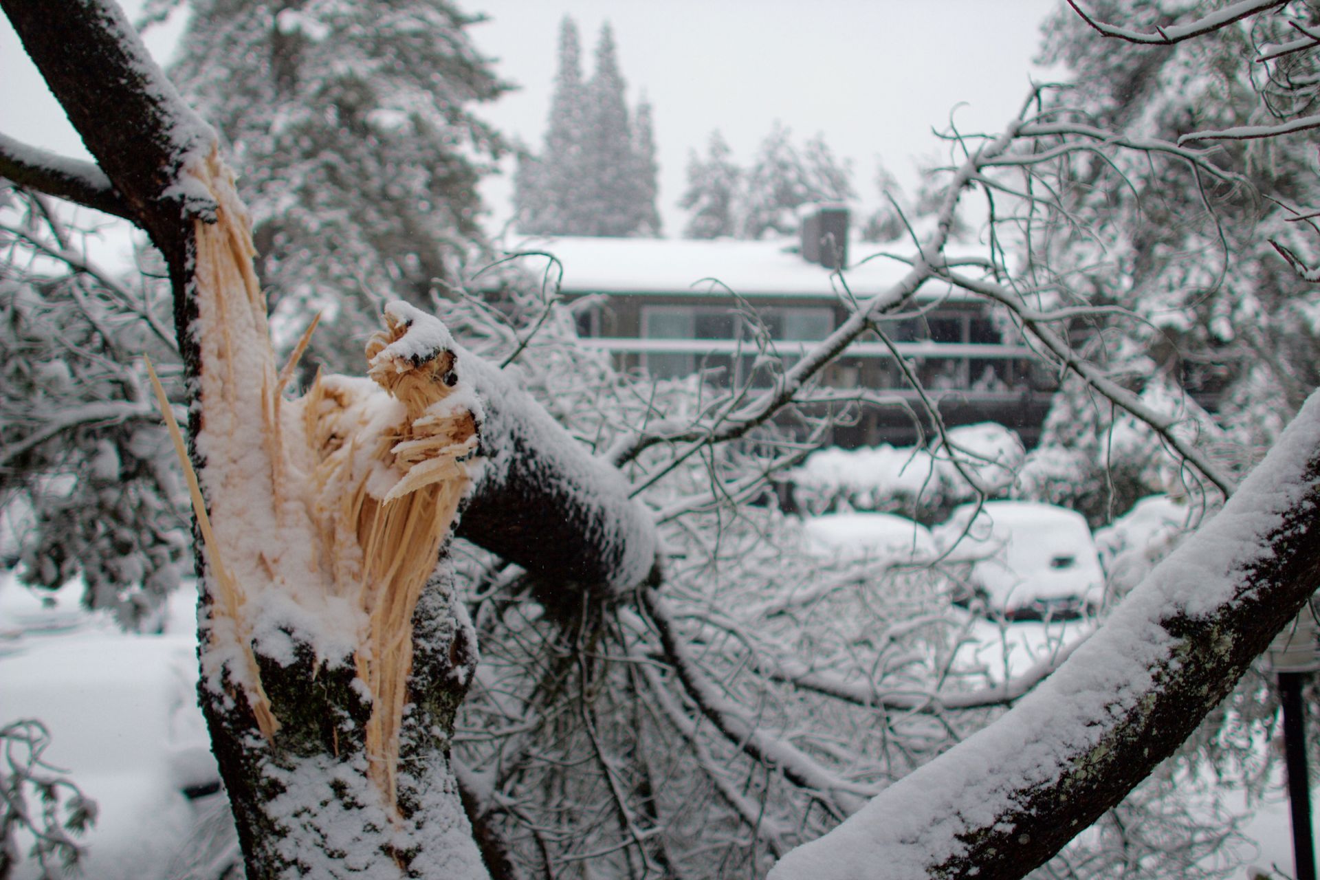 Une branche d'arbre enneigée s'est cassée et pend devant une maison masquée par d'importantes chutes de neige.