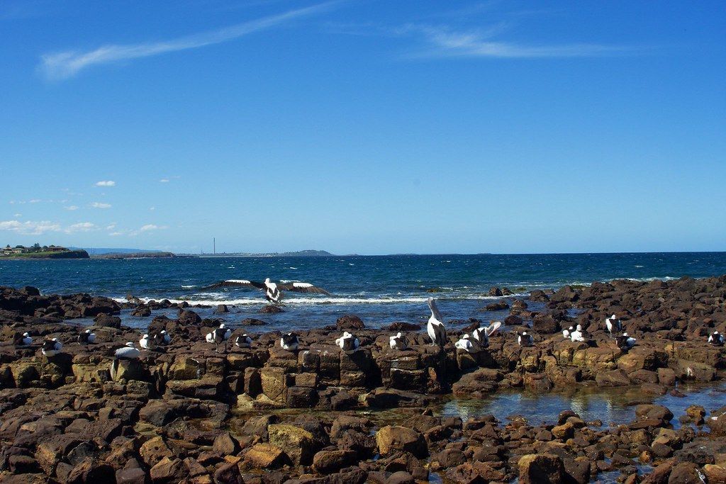 A group of seagulls are sitting on a rocky beach near the ocean.