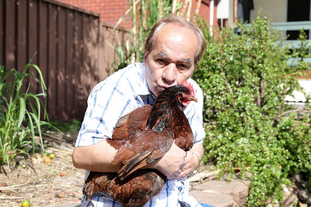 A man is holding a large brown chicken in his arms.