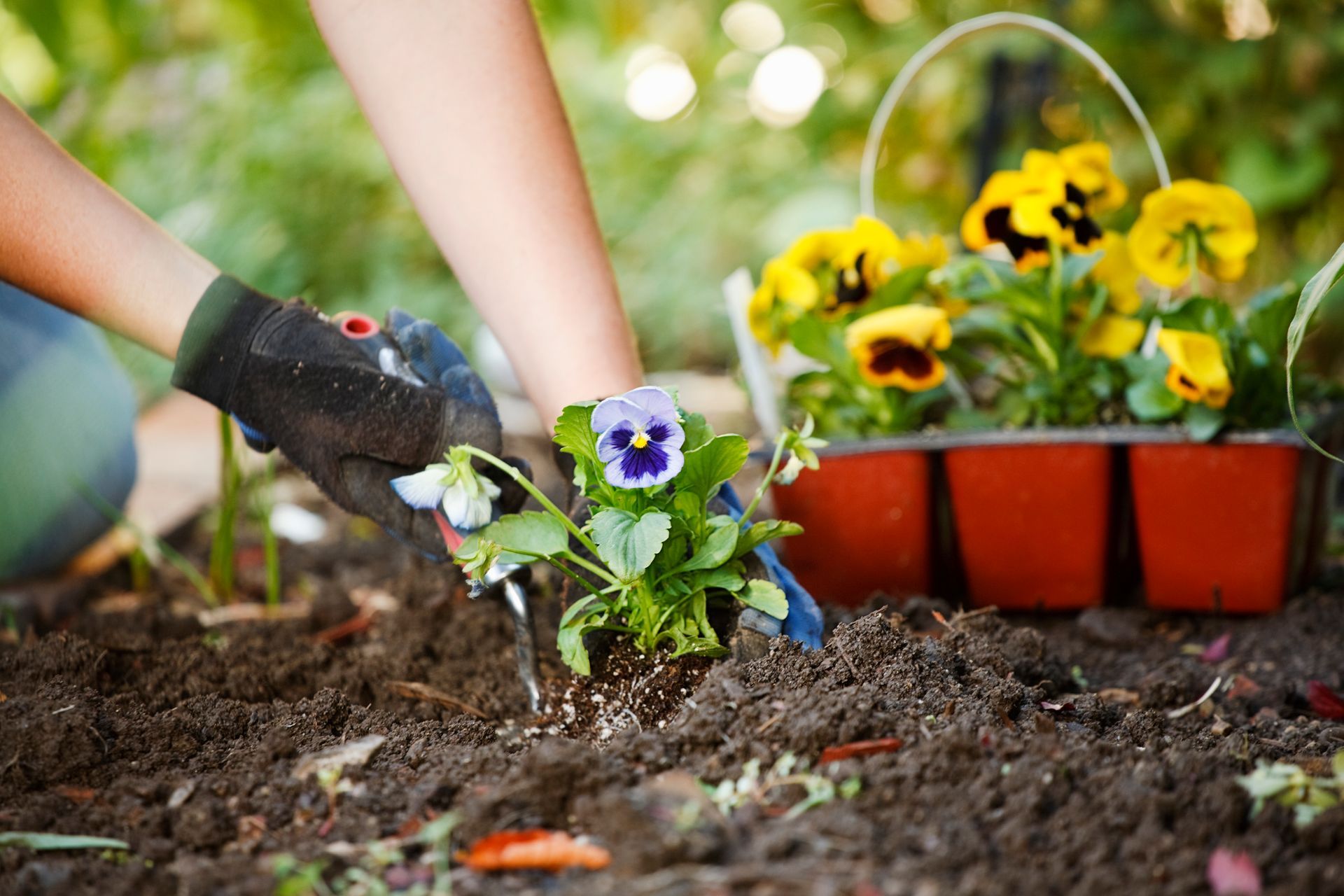 A person is planting flowers in a garden.