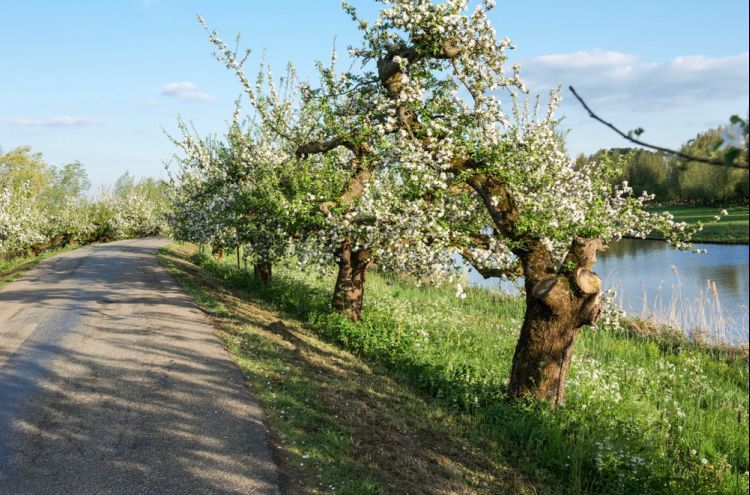 Een Nederlandse windmolen in een groen veld met de woorden