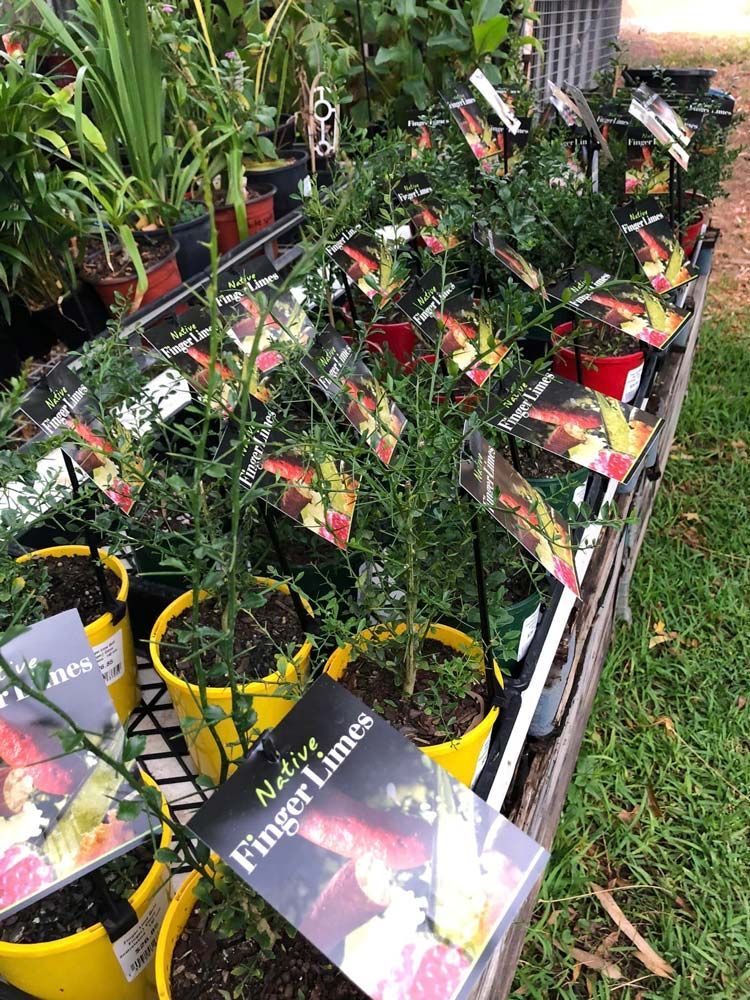 Bunch of Potted Plants Are Sitting on Top of a Table — Leichhardt River Nursery & Skip Bin Hire In Kalkadoon, QLD