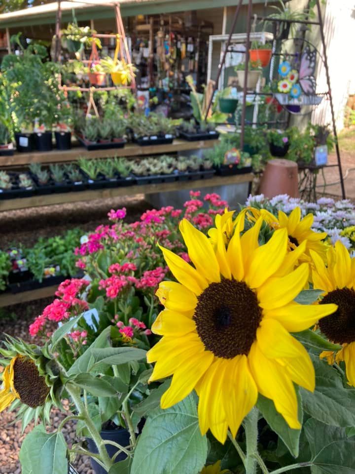 Bunch of Beautiful Flowers — Leichhardt River Nursery & Skip Bin Hire In Kalkadoon, QLD