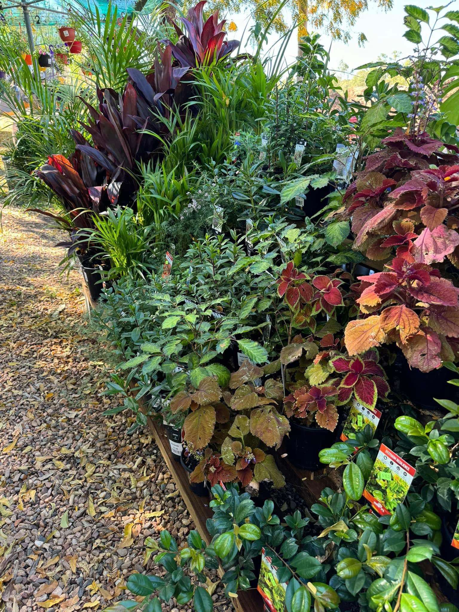 A Bunch of Pots Are Sitting on the Ground Next to a Tree — Leichhardt River Nursery & Skip Bin Hire In Kalkadoon, QLD