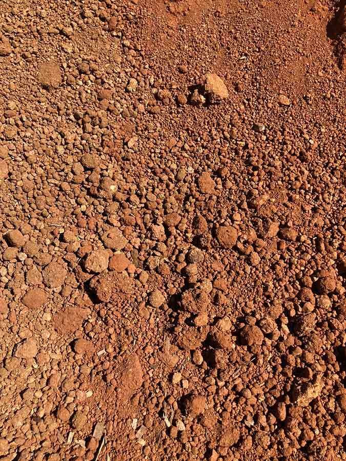 Deco Red — Leichhardt River Nursery in Kalkadoon, QLD