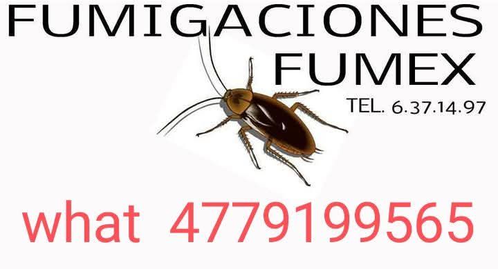 FUMIGACIONES FUMEX
