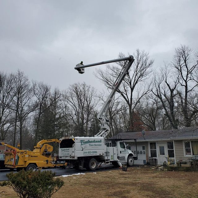 tree service st louis mo