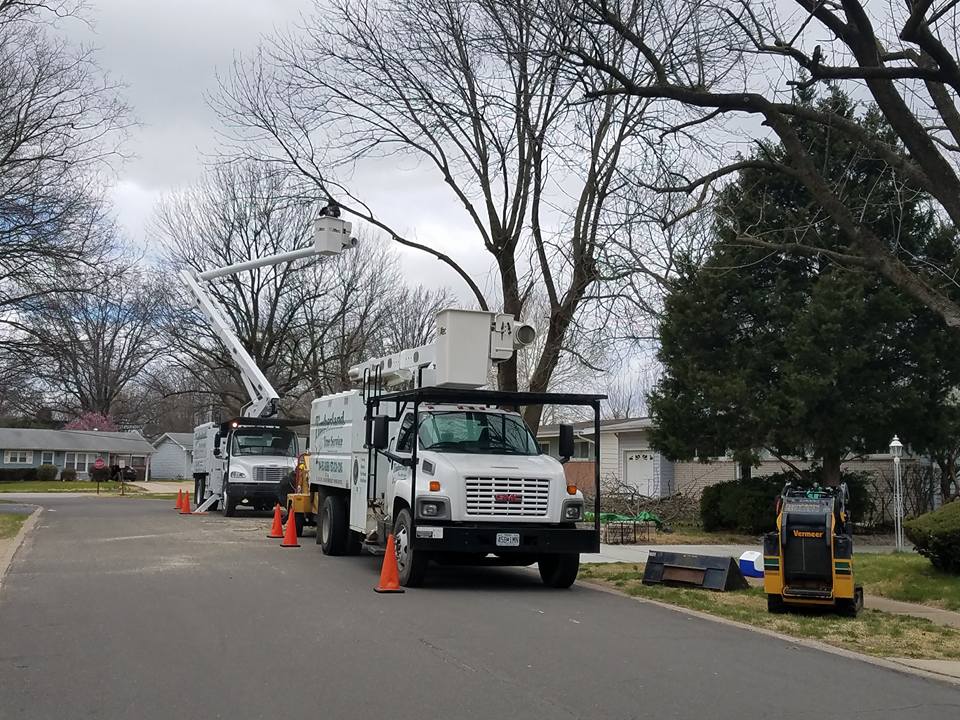 Tree Removal St. Louis