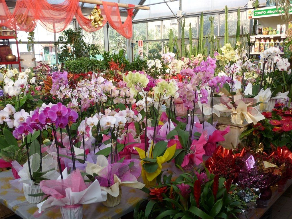 vivaio con varie specie di fiori