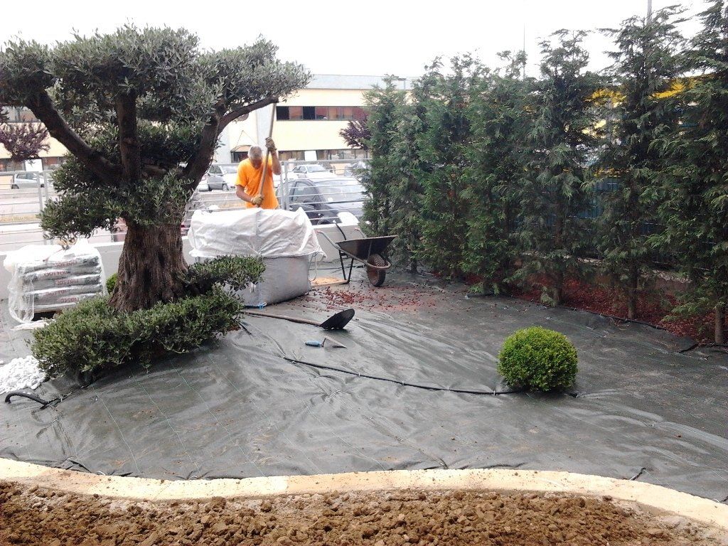 realizzazione giardino di casa con albero d'ulivo