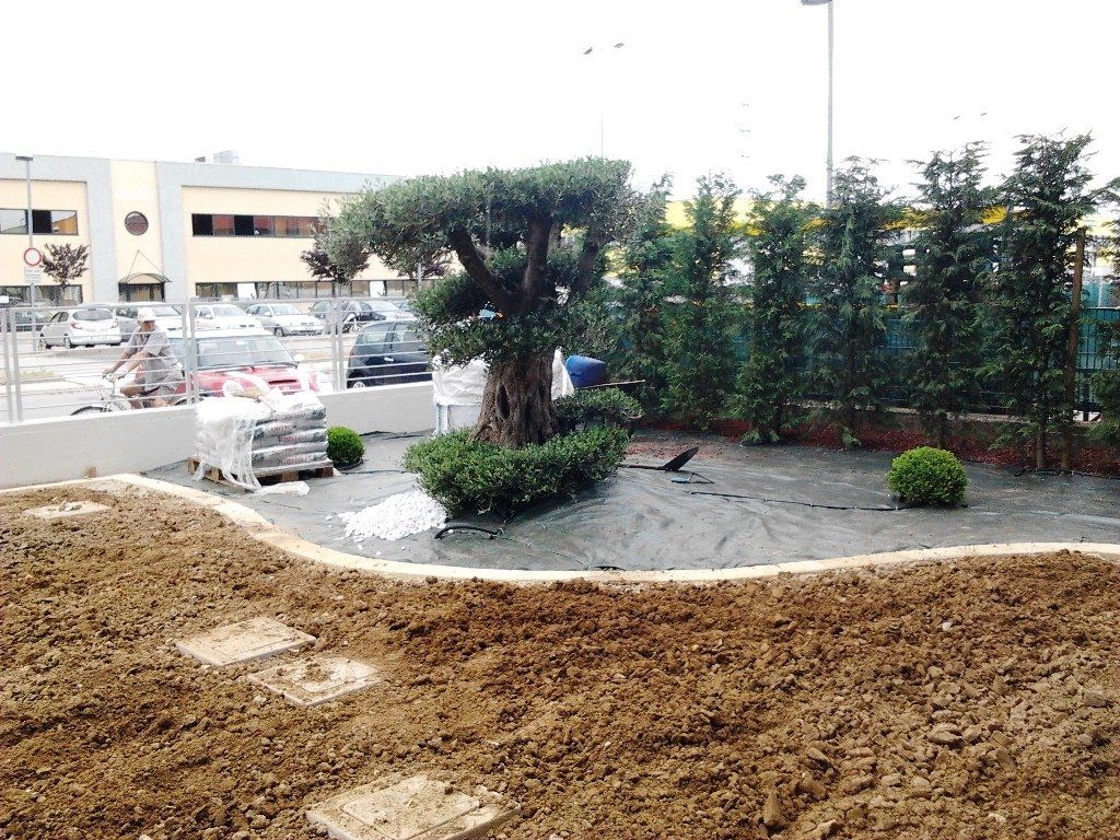 giardino di casa con albero d'ulivo