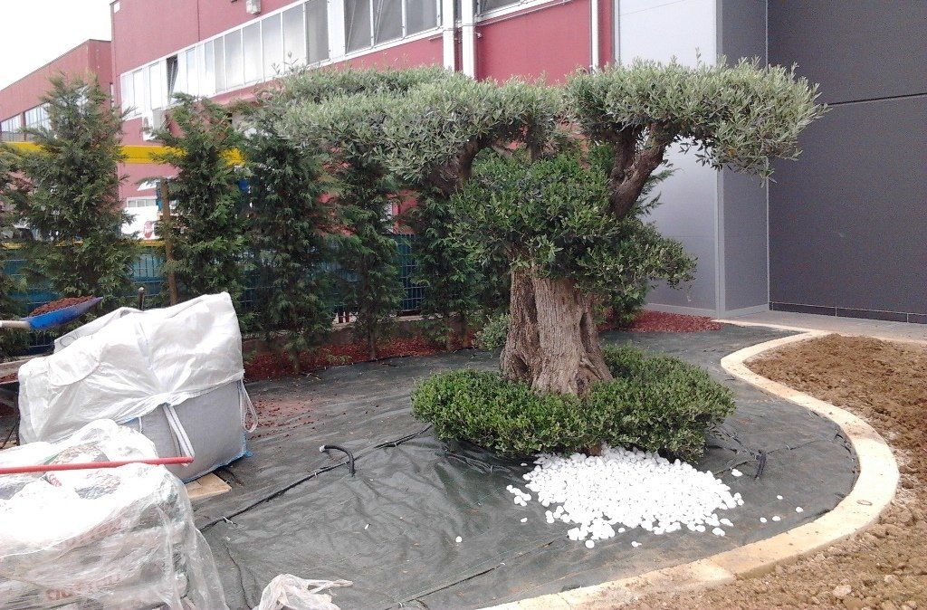 realizzazione giardino con albero d'ulivo