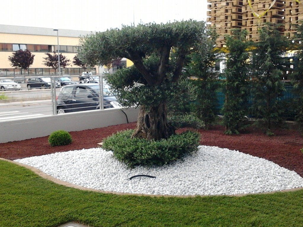 giardino abitazione con albero d'ulivo