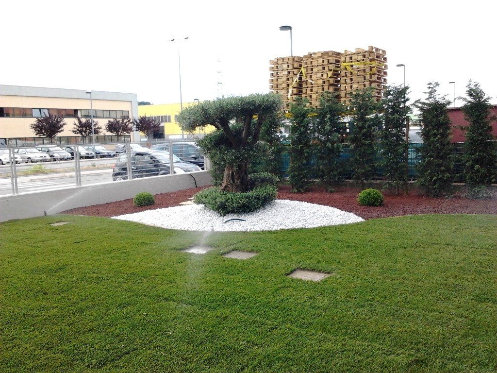 giardino con albero d'ulivo