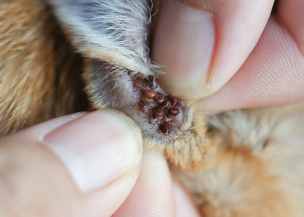 Close up of fleas on a dog's ear