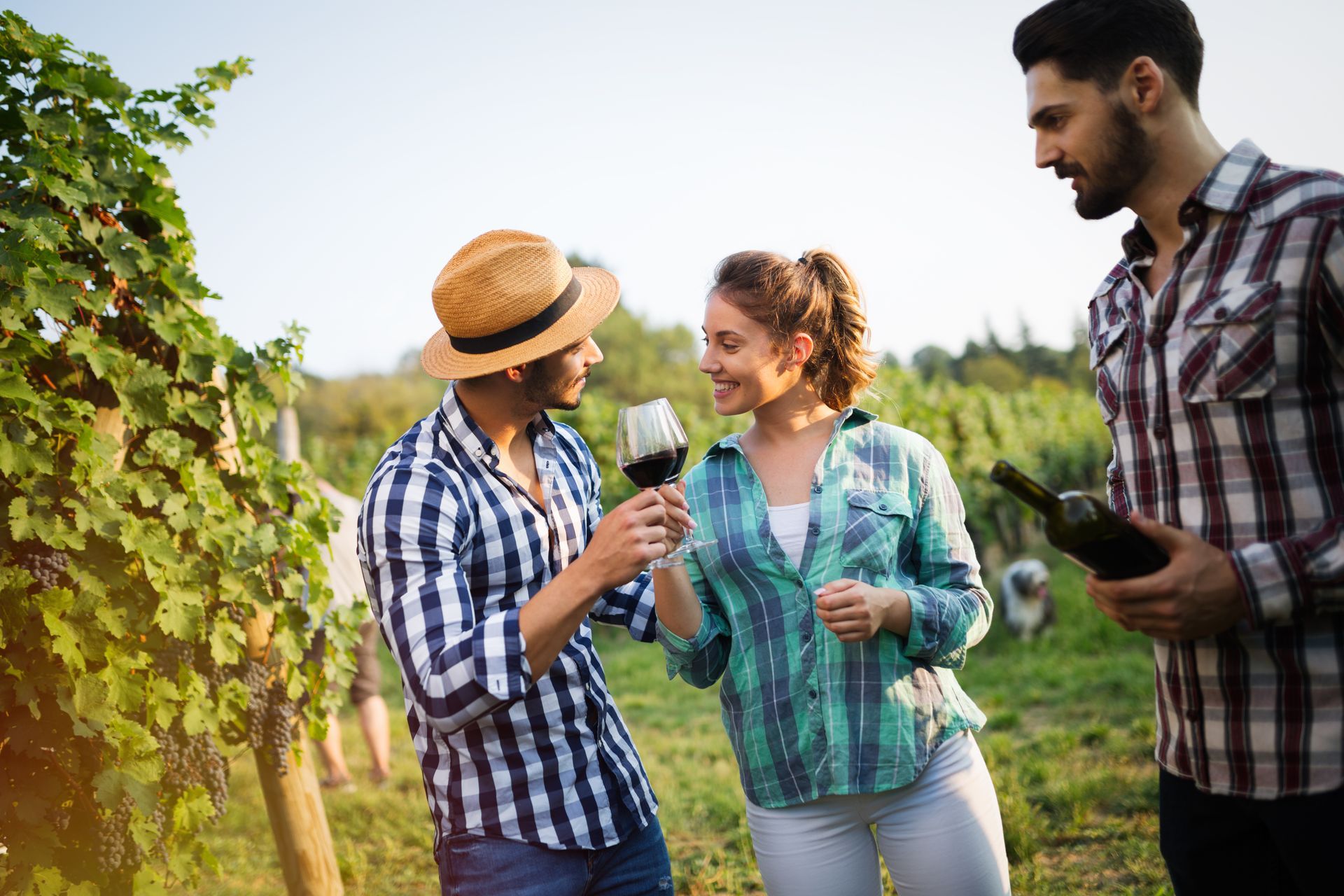 A group of people are drinking wine in a vineyard.