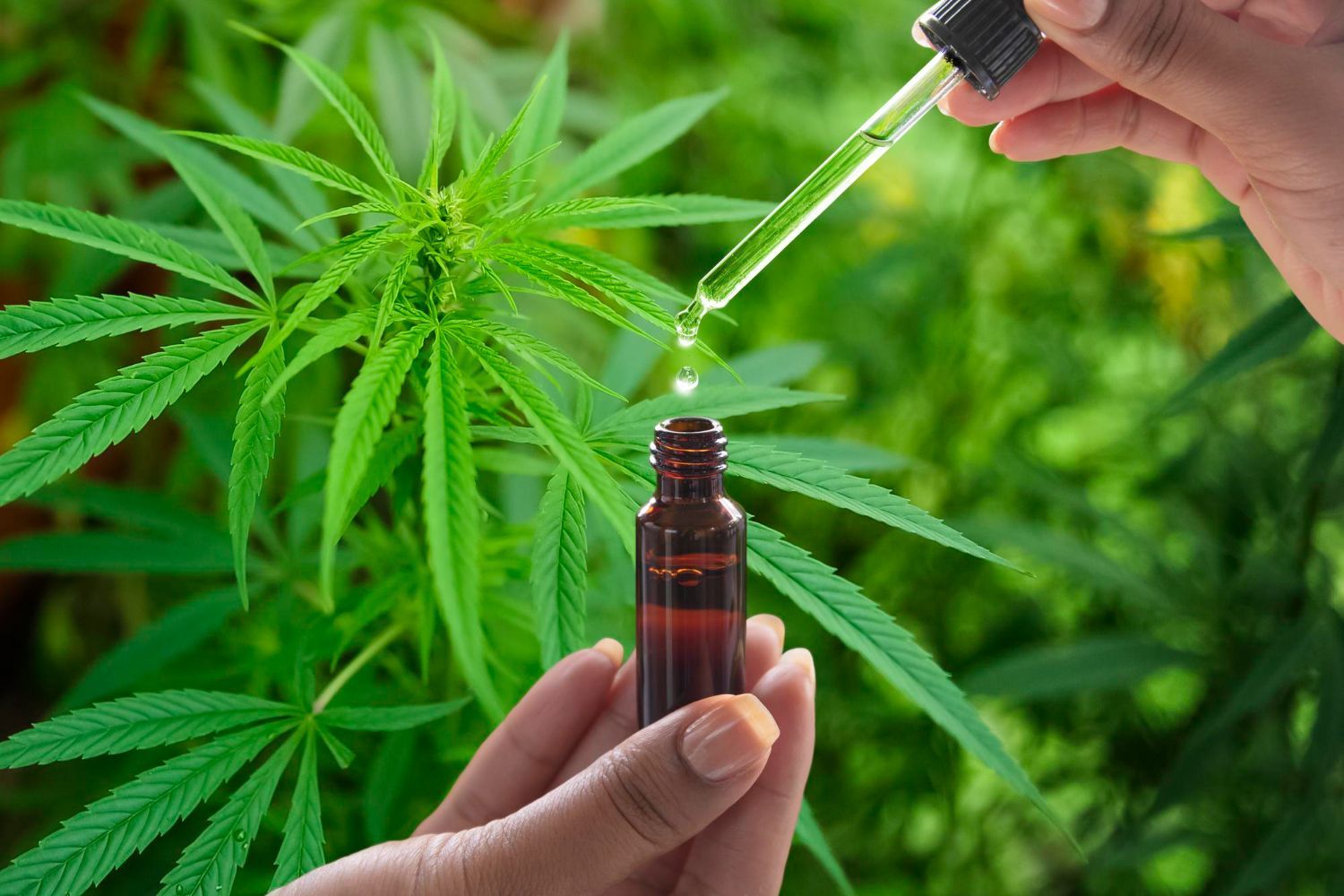 CBD oil