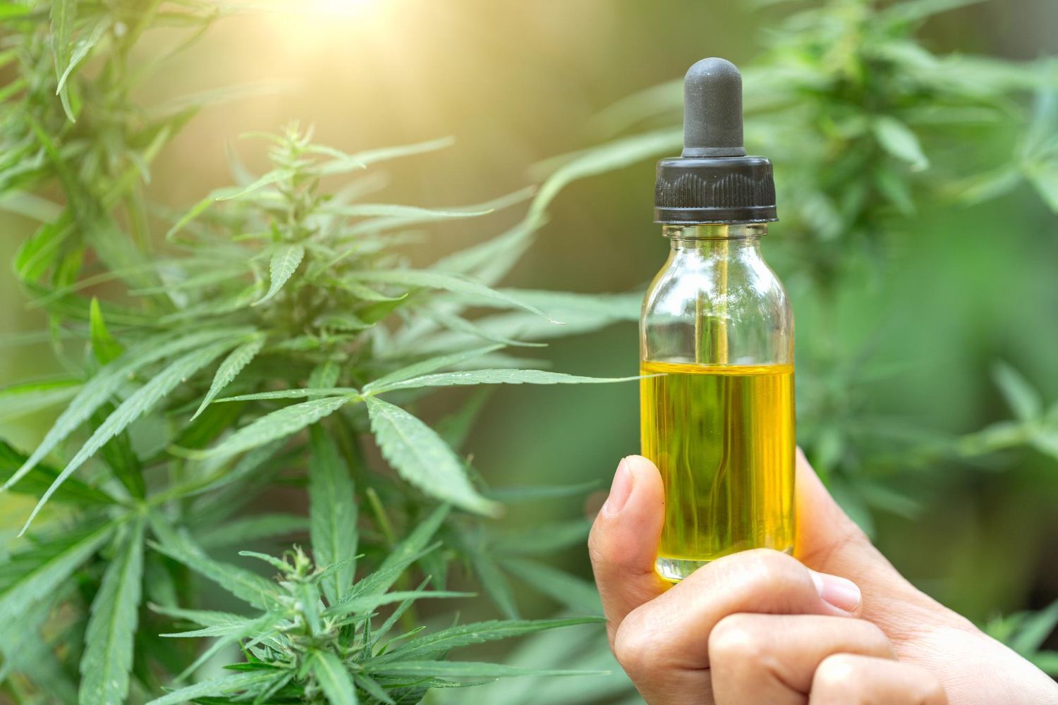 CBD oil 