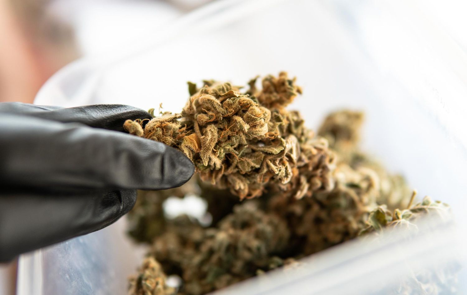 cannabis dispensary

